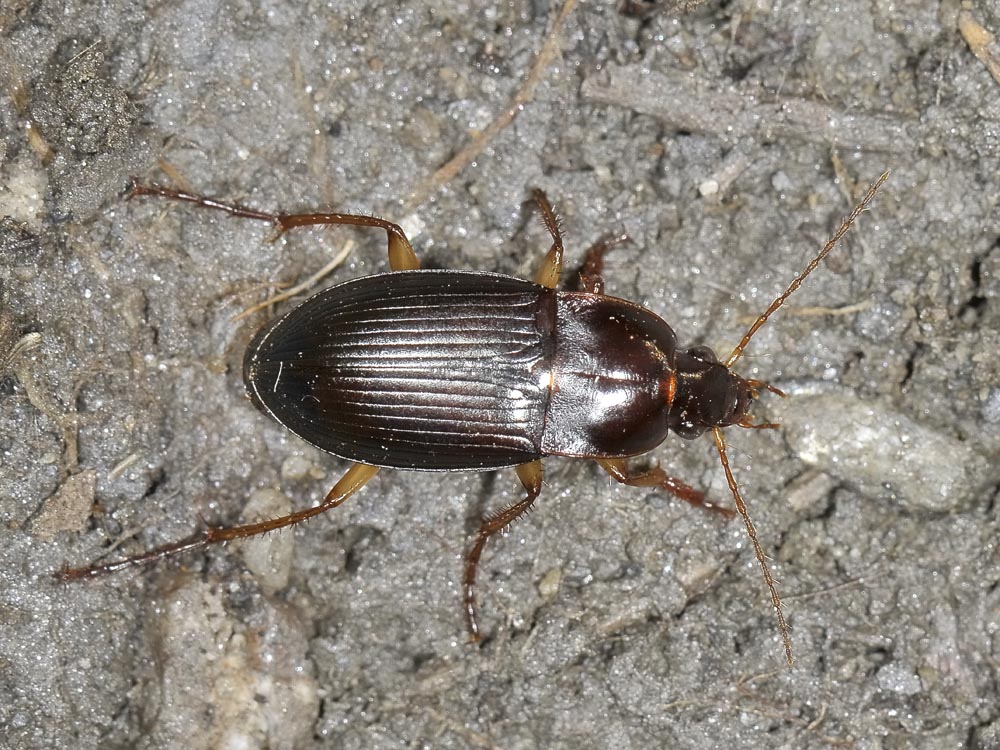 Calathus erratus? no, C. ambiguus - con larva